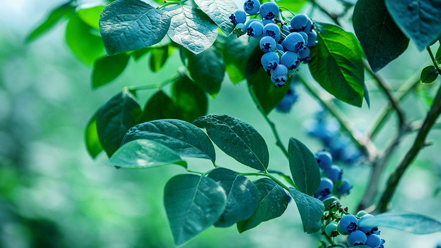 進口品種機構認證